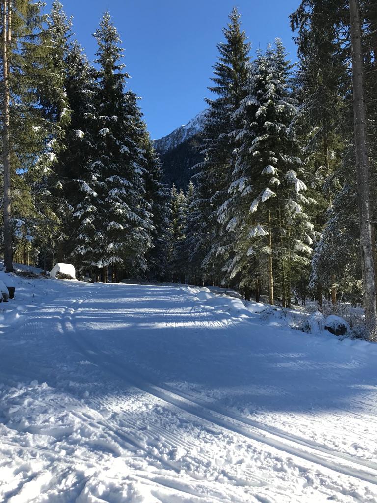 Pista degli abeti