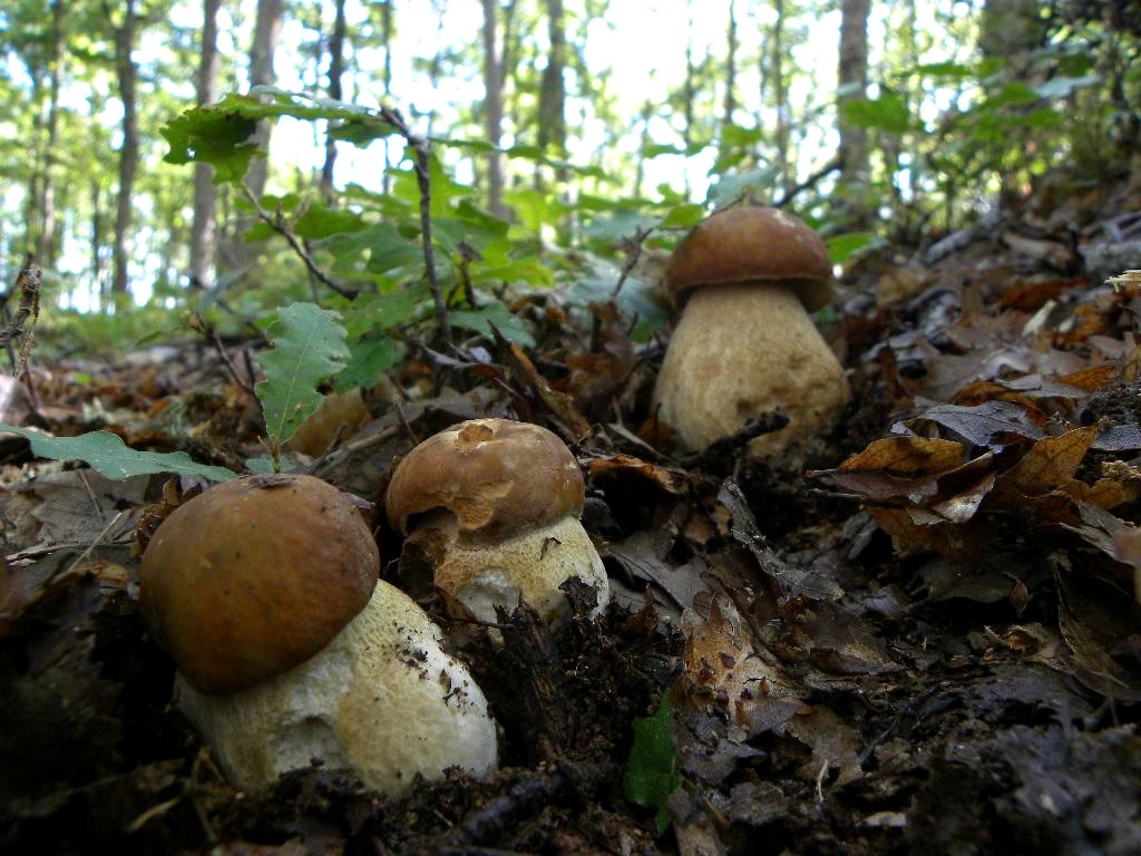 Regolamento raccolta funghi