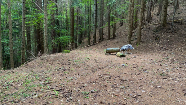 Forest trail towards Baita Grom